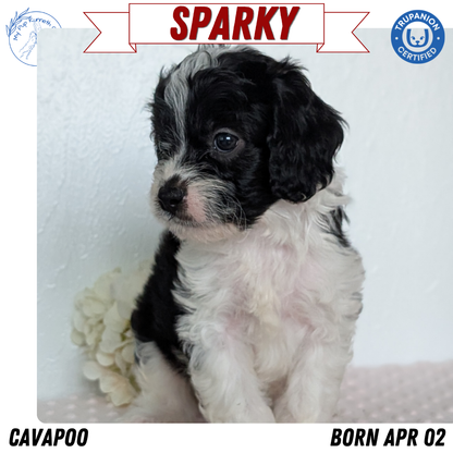 CAVAPOO (APR 02) MALES