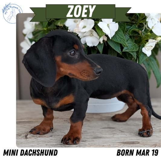 MINI DACHSHUND (03/19) FEMALE