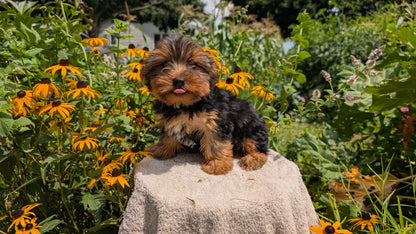 YORKSHIRE TERRIER (05/23) MALE