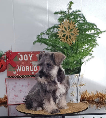 MINI SCHNAUZER (10/03) MALE