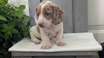 MINI DACHSHUND (MAR 23) MALES
