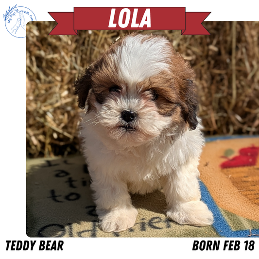 TEDDY BEAR (02/18) FEMALE