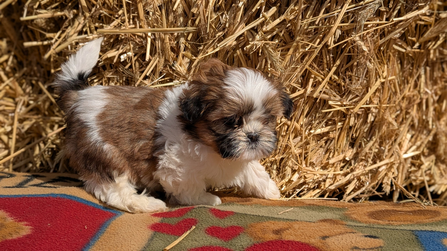 SHIH TZU (02/01) FEMALE