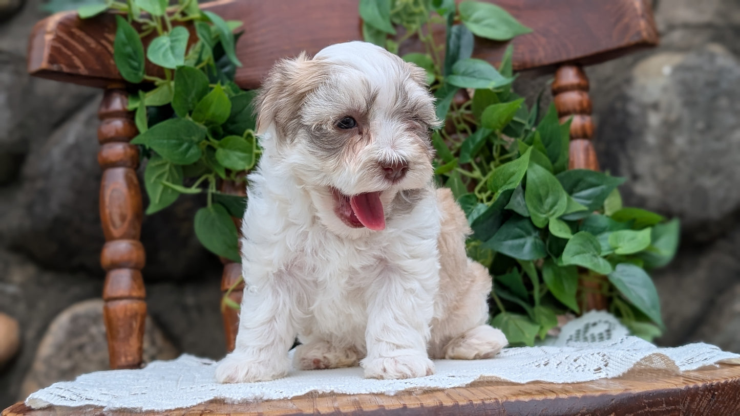 HAVANESE (APR 09) MALES