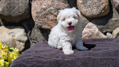 HAVANESE (MAY 14) FEMALES