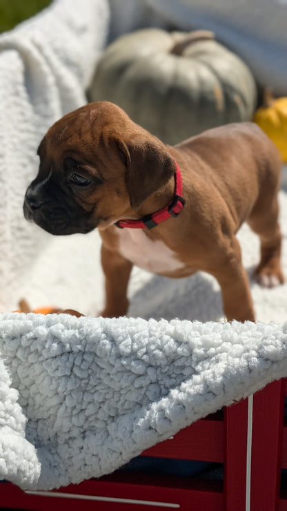 BOXER (08/27) FEMALE