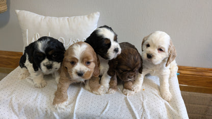 COCKER SPANIEL (02/14) MALE
