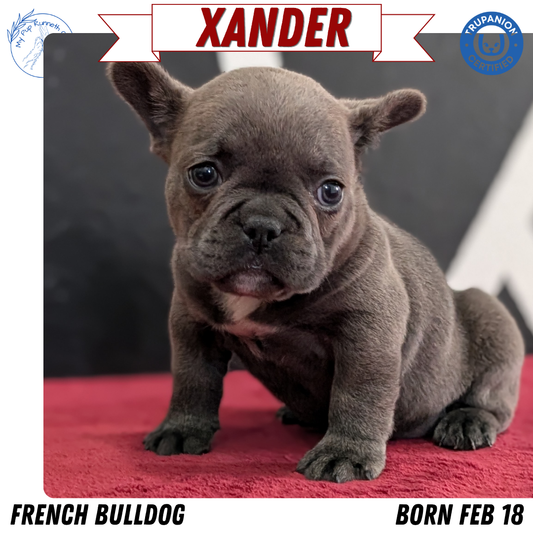 FRENCH BULLDOG (FEB 18) MALE