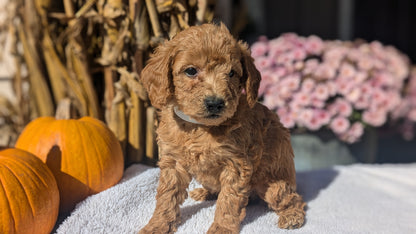 MINI POODLE (08/20) MALE