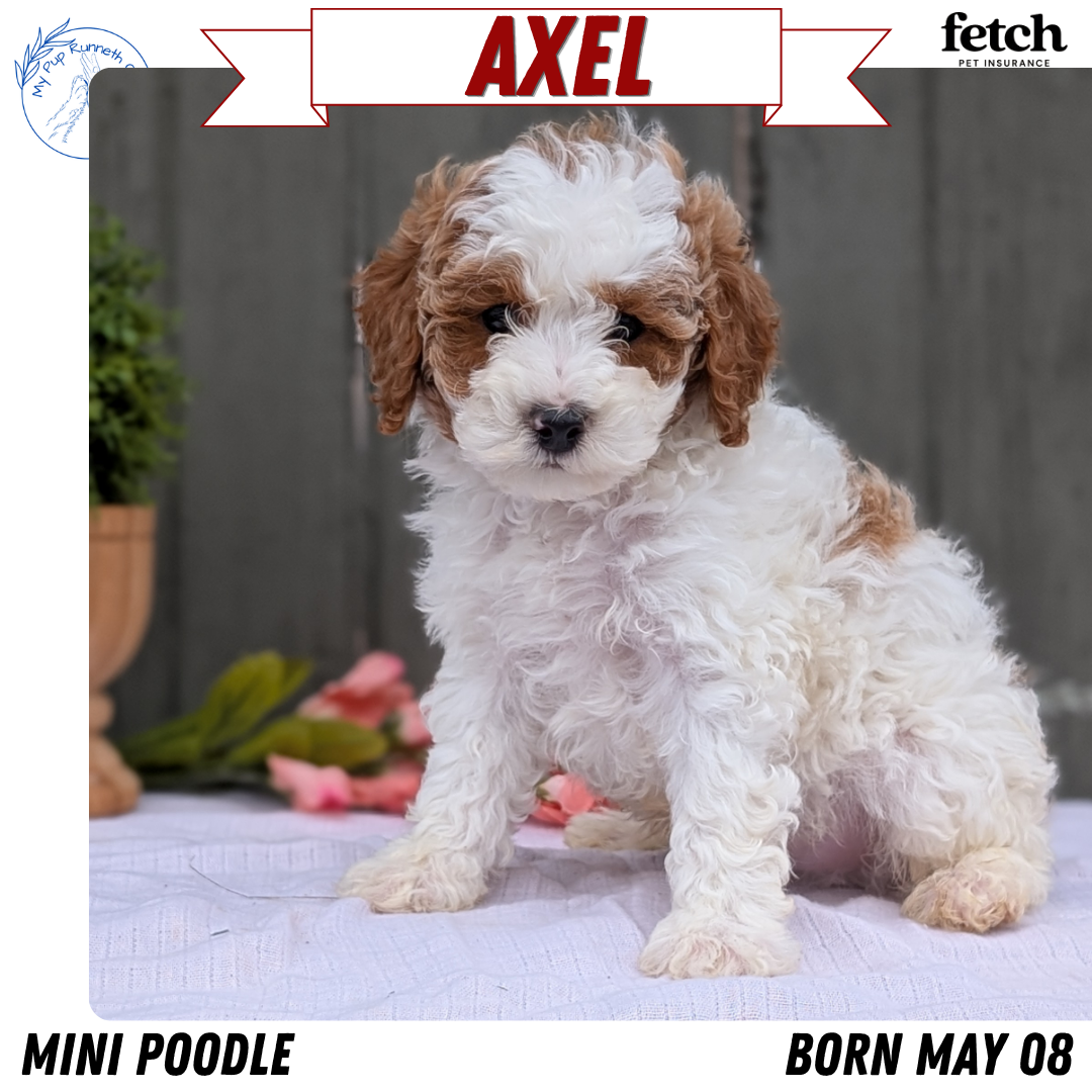 MINI POODLE (MAY 08) MALES