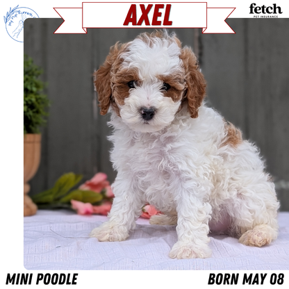 MINI POODLE (MAY 08) MALES