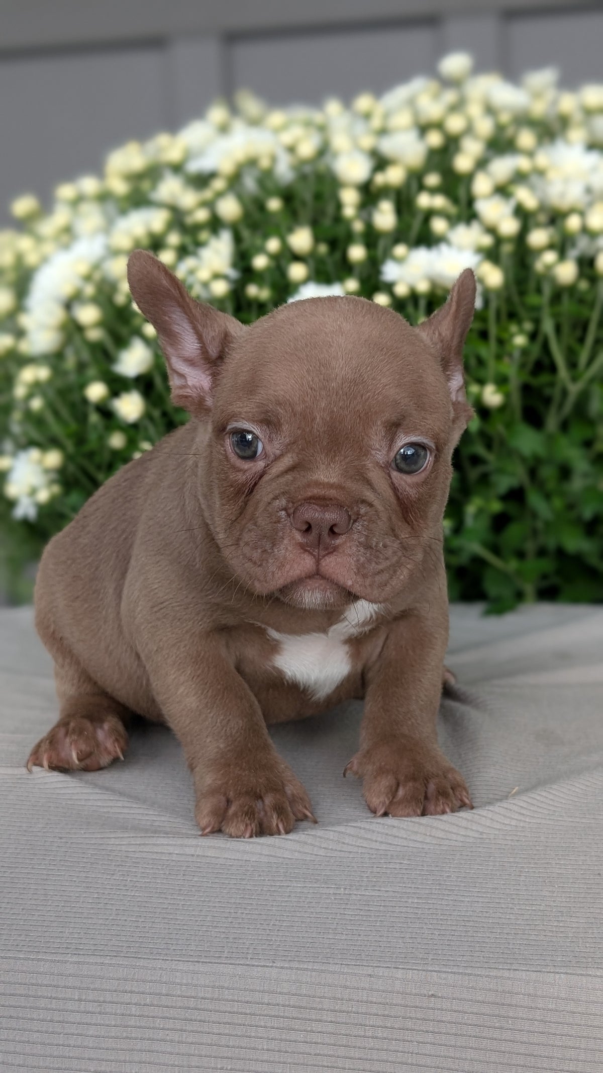 FRENCHTON (JUL 24) 1 FEMALE/1 MALE