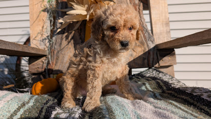 CAVAPOO (OCT 02) MALES