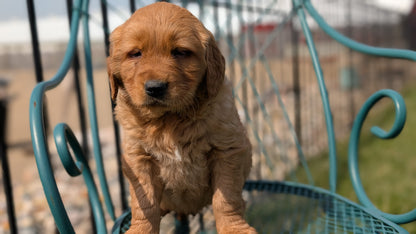 GOLDEN RETRIEVER (FEB 04) MALE