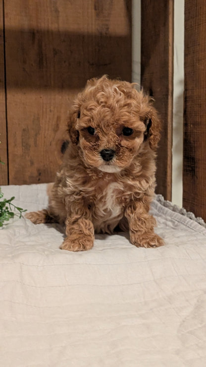 COCKAPOO (AUG 17) 3 FEMALES/1 MALE