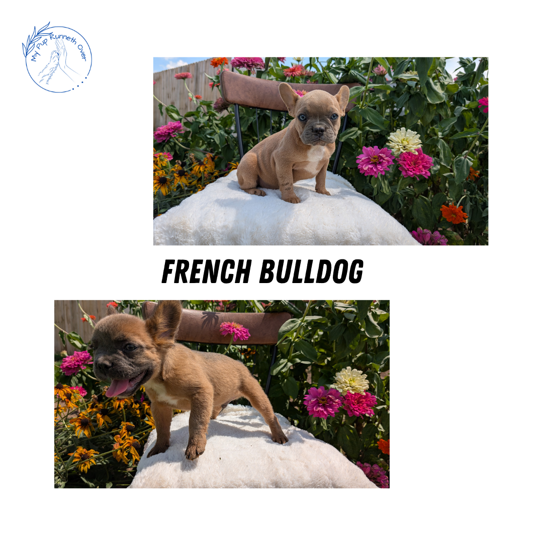 FRENCH BULLDOG (05/07) FEMALE