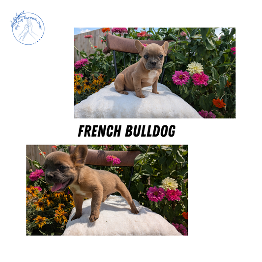 FRENCH BULLDOG (05/07) FEMALE