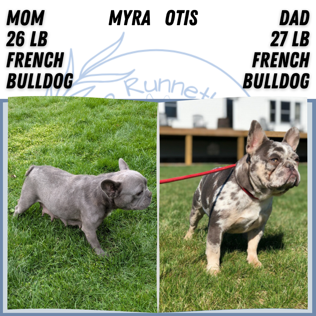 FRENCH BULLDOG (NOV 22) FEMALE