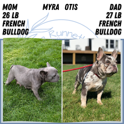 FRENCH BULLDOG (NOV 22) FEMALE