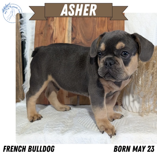 FRENCH BULLDOG (05/23) MALE