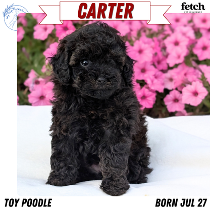 TOY POODLE (JUL 27) 1 MALE