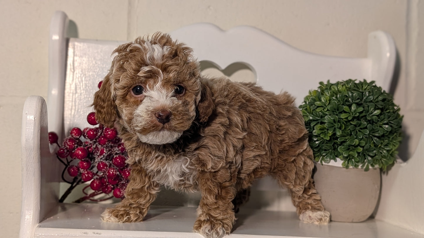 MINI POODLE (NOV 18) FEMALES