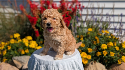 MINI GOLDENDOODLE (08/15) FEMALE
