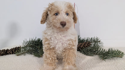 TOY POODLE (08/23) FEMALE