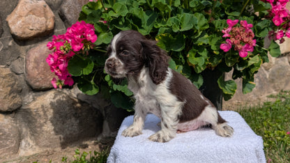 COCKER SPANIEL (07/16) MALE