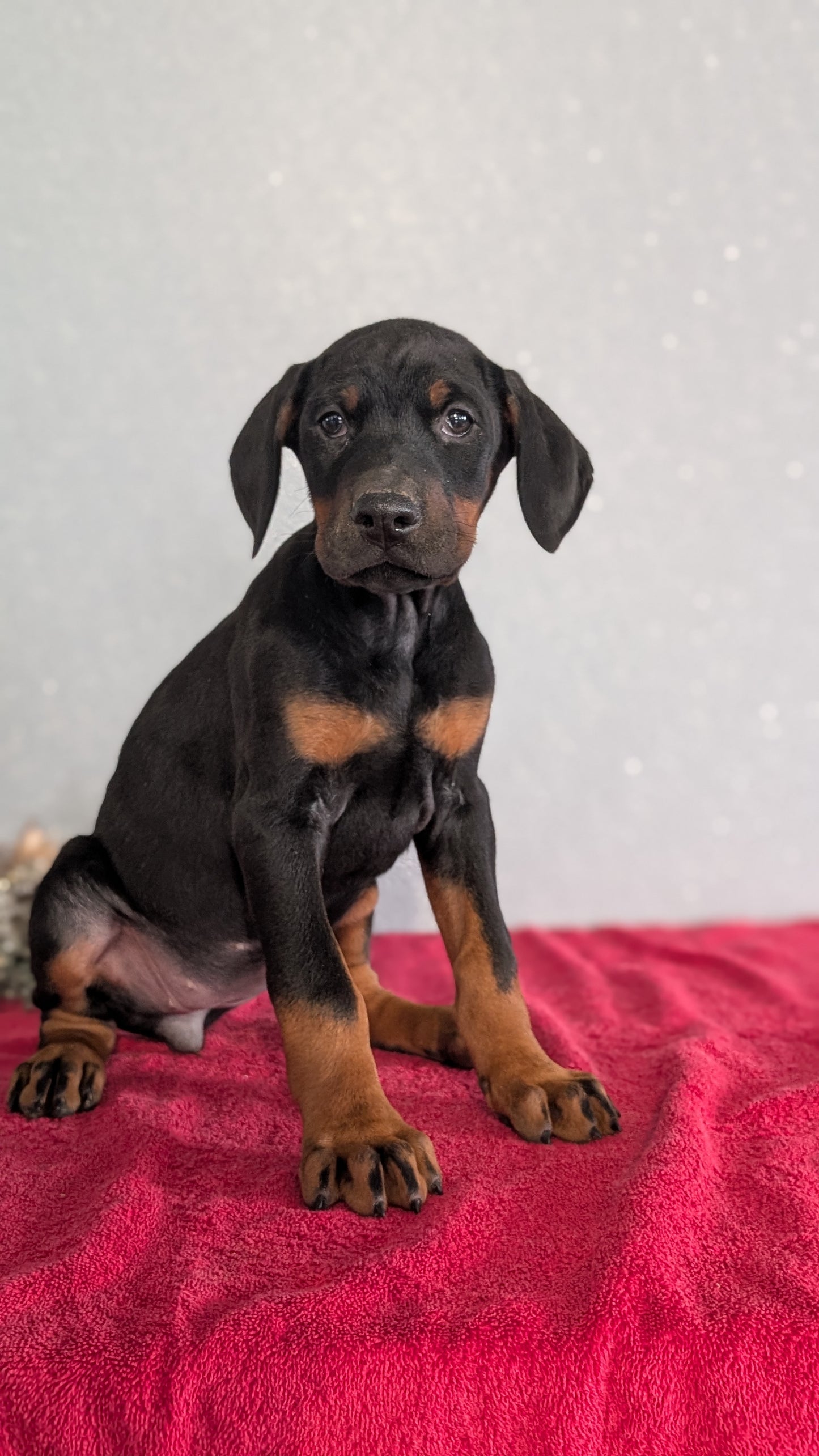 DOBERMAN PINSCHER (OCT 17) FEMALES
