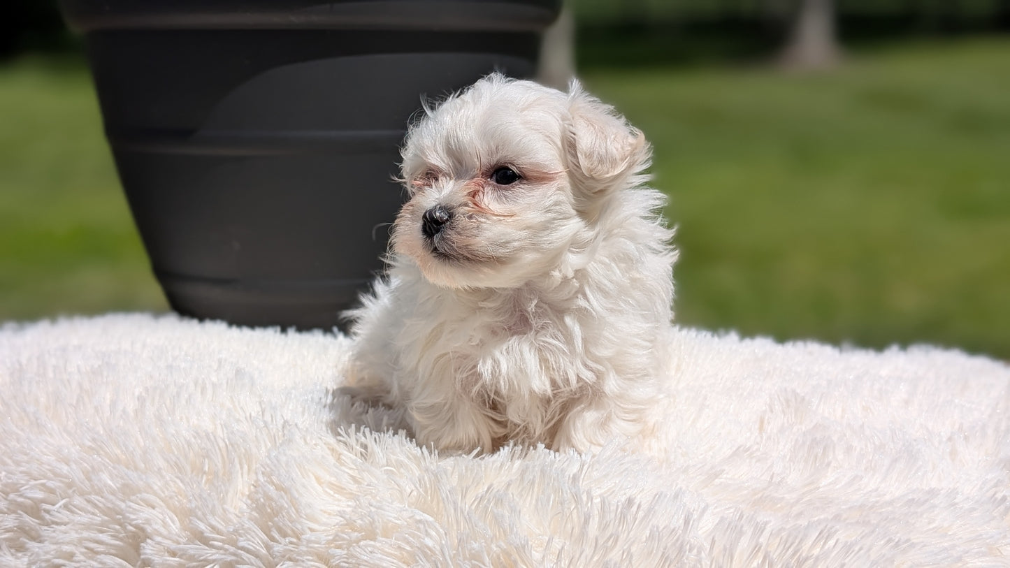 MALTESE (MAY 11) MALES
