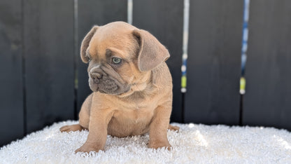 FRENCH BULLDOG (JUN 29) 3 MALES