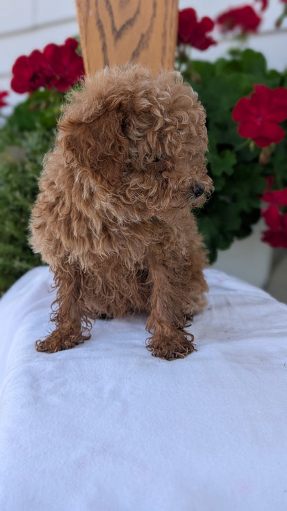TOY POODLE (JUN 15) MALE
