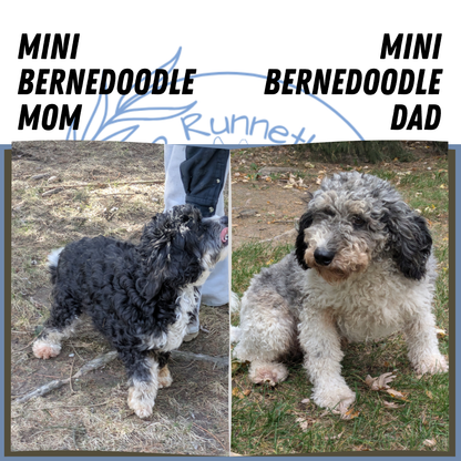 MINI BERNEDOODLE (02/09) MALE