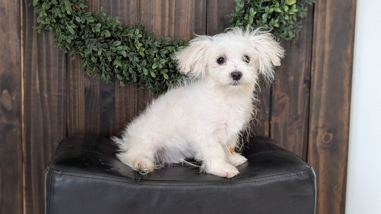 MALTESE (NOV 15) MALES