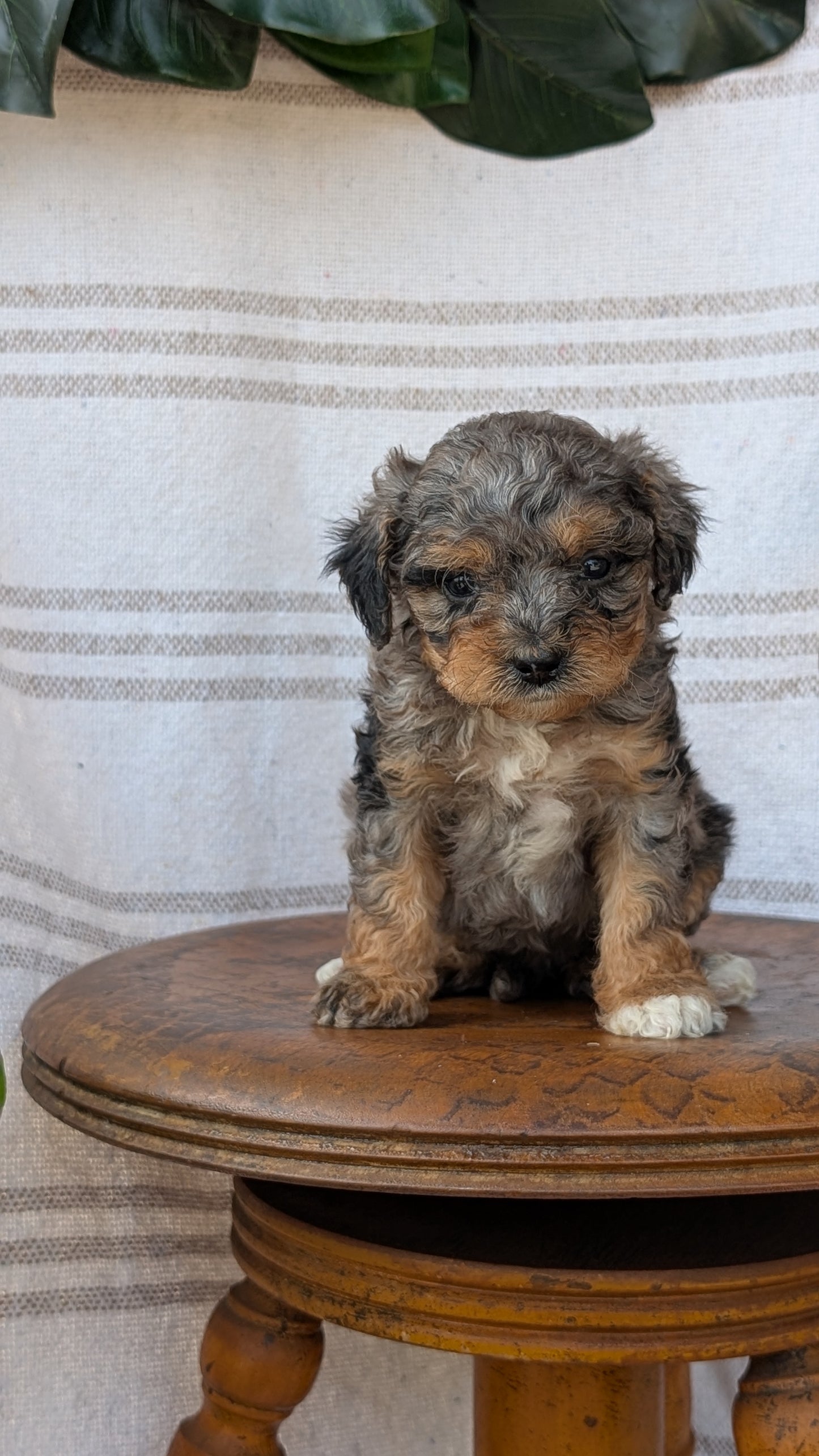 CAVAPOO (MAY 23) FEMALES