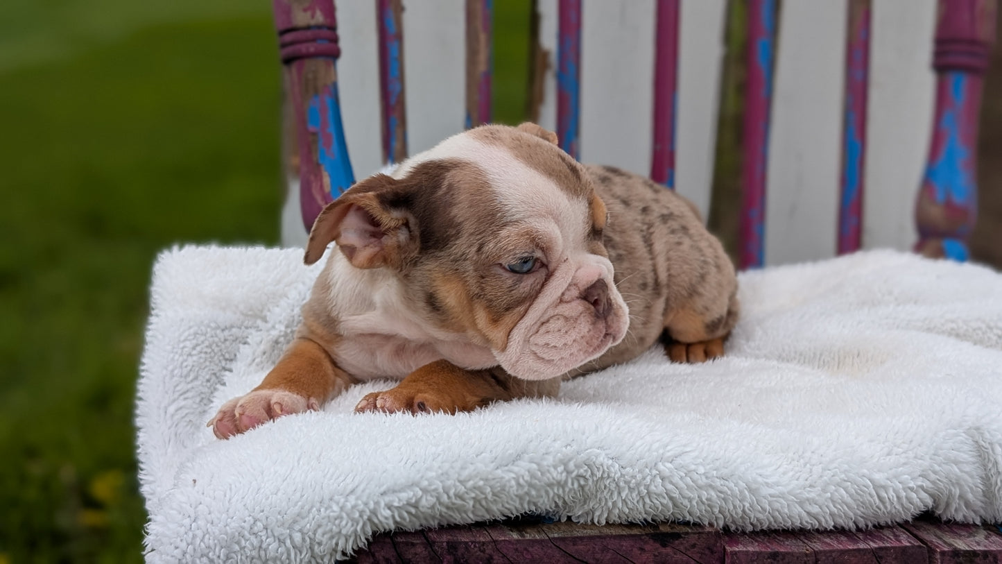 ENGLISH BULLDOG (FEB 09) FEMALES