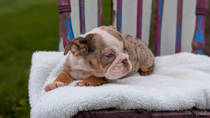 ENGLISH BULLDOG (FEB 09) FEMALES