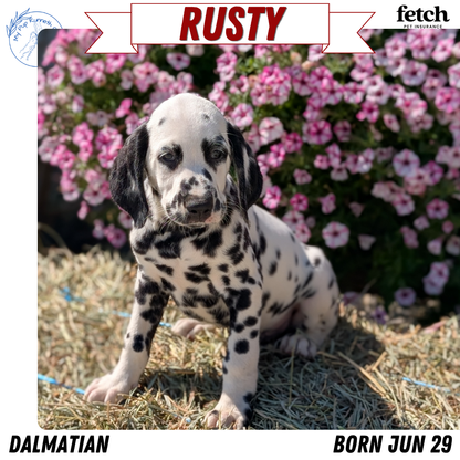 DALMATIAN (JUN 29) MALES
