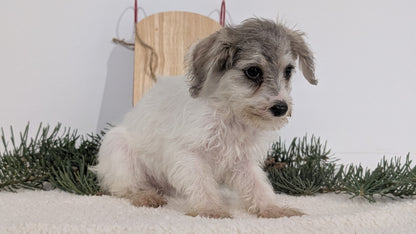 SCHNOODLE (09/20) FEMALE