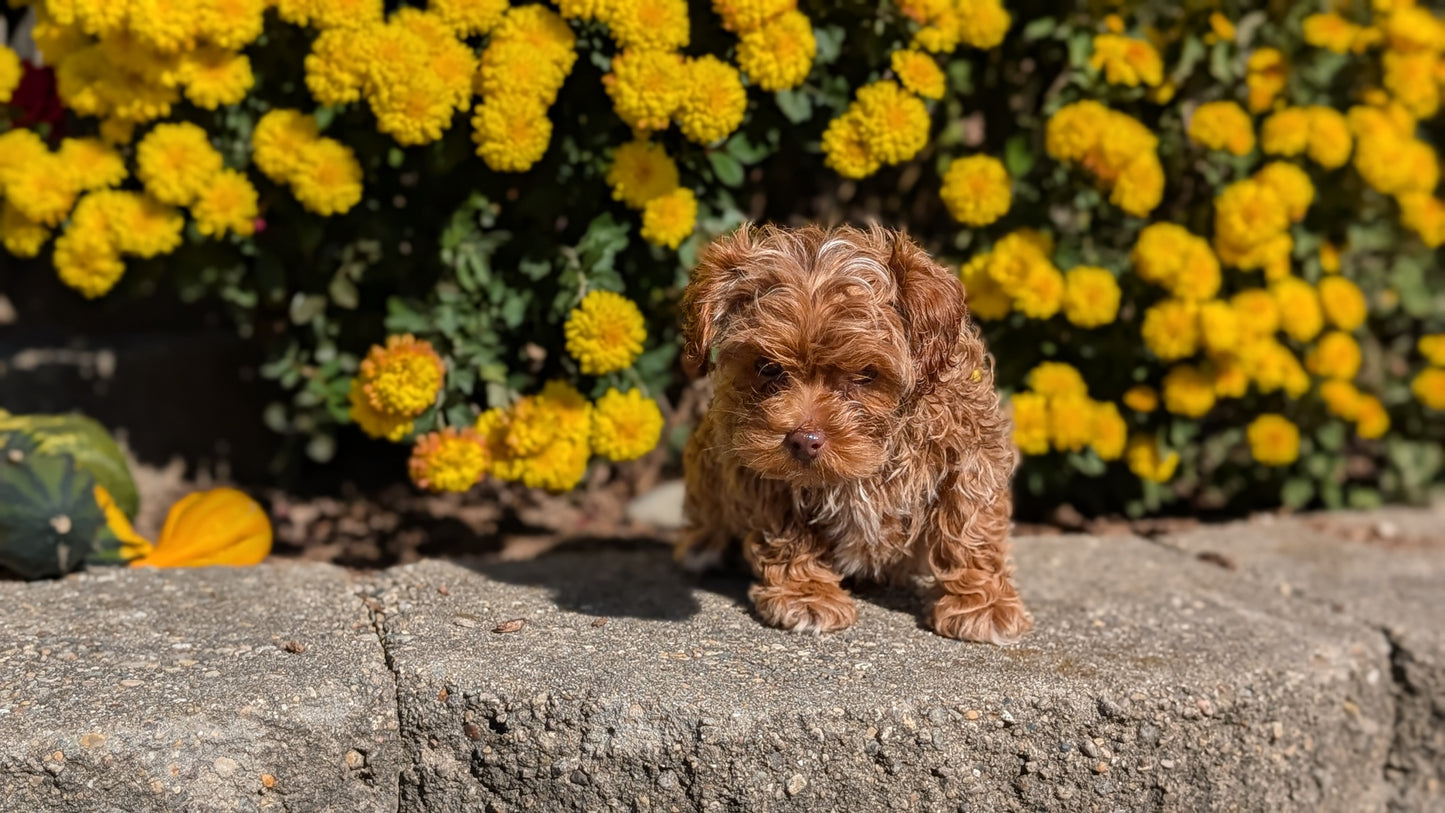 COCKAPOO (08/03) FEMALE