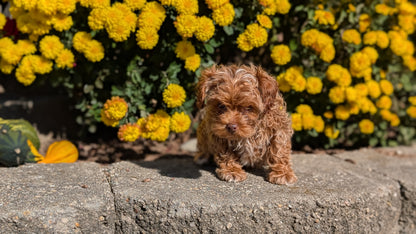 COCKAPOO (08/03) FEMALE