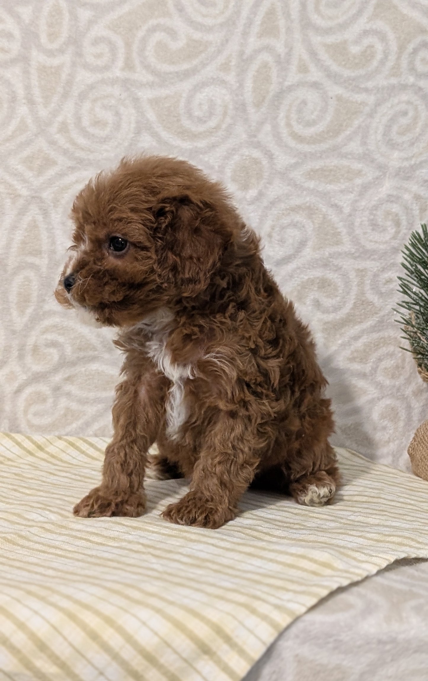CAVAPOO (JAN 29) MALES