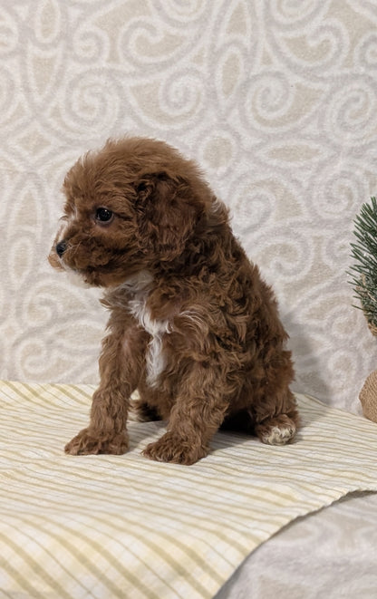 CAVAPOO (JAN 29) MALES
