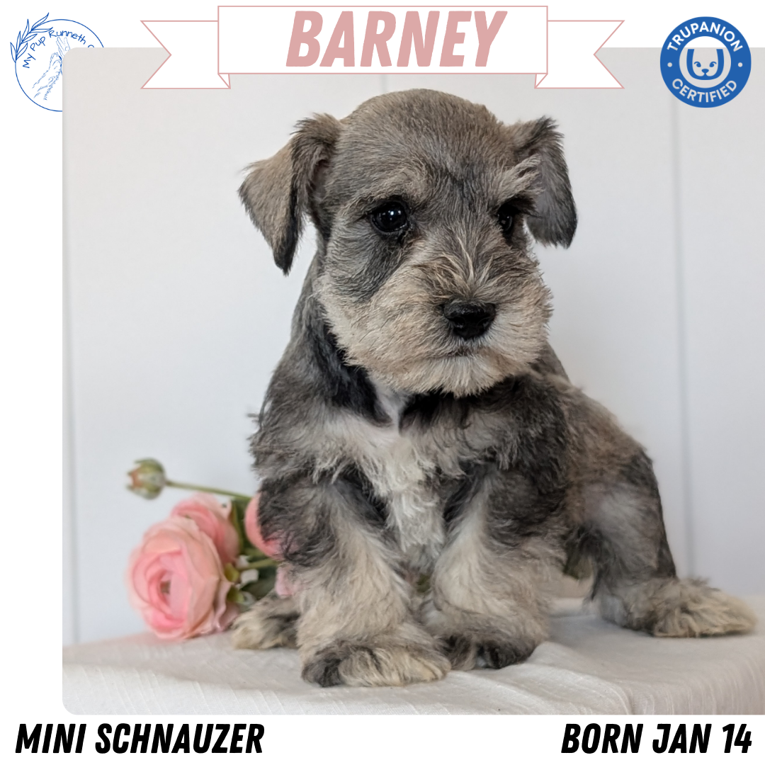 MINI SCHNAUZER (JAN 14) MALES