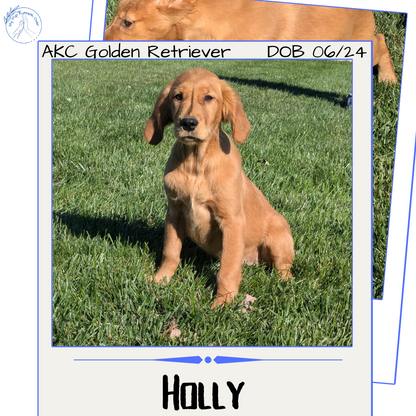 GOLDEN RETRIEVER (06/24) FEMALE