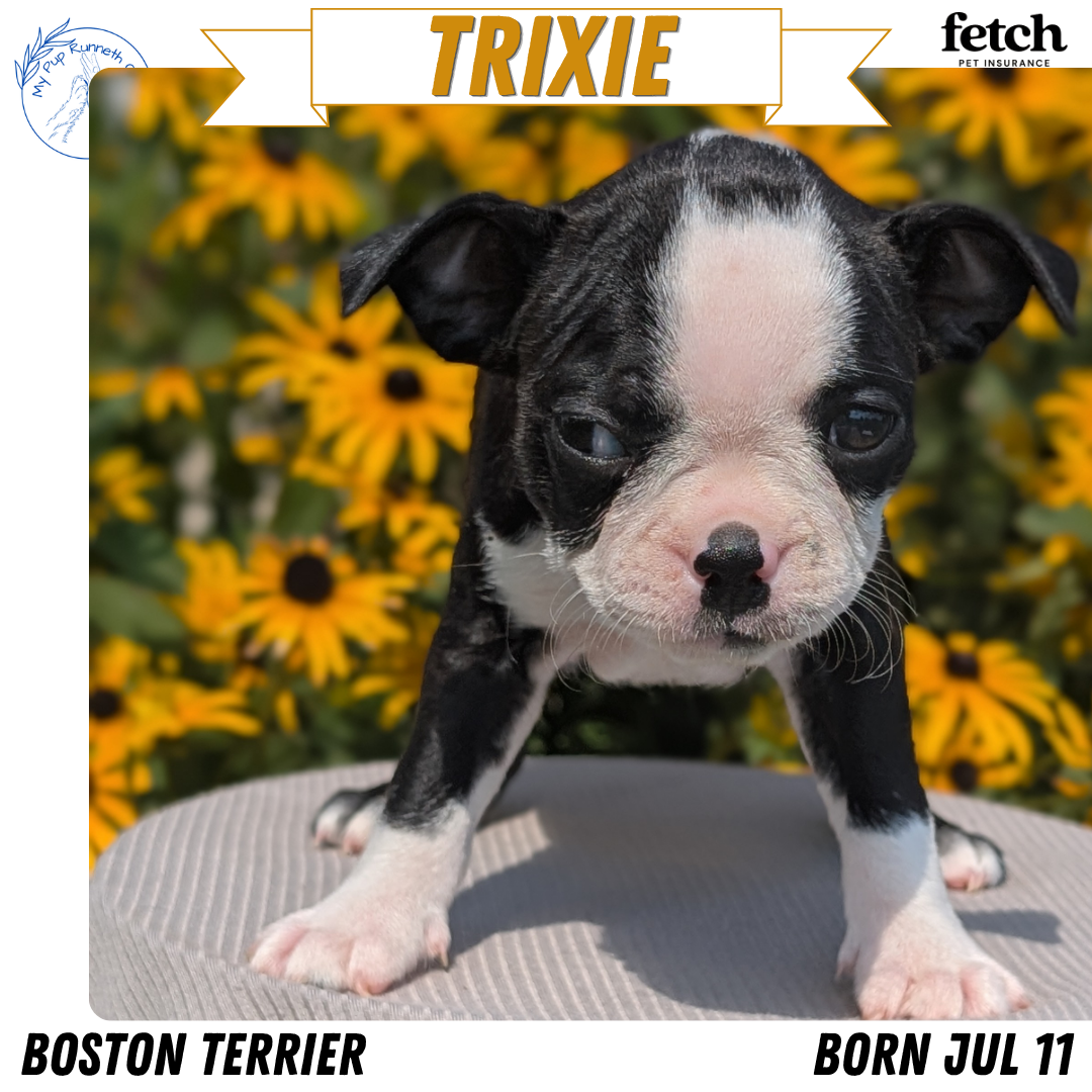 BOSTON TERRIER (JUL 11) 4 FEMALES/4 MALES