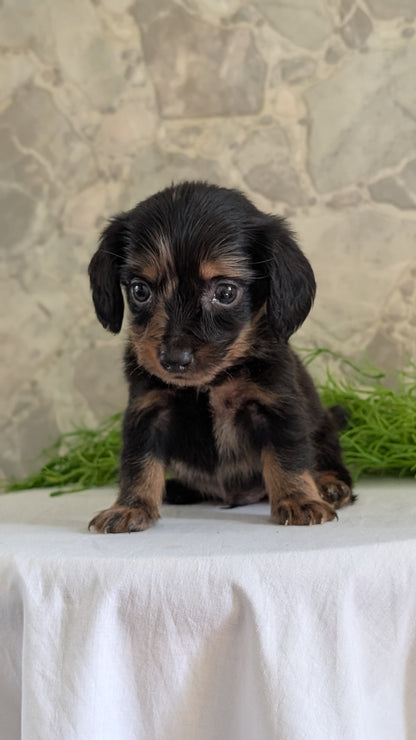 MINI DACHSHUND (APR 29) MALE