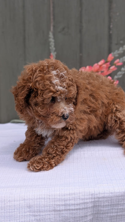 MINI POODLE (JUN 05) FEMALE