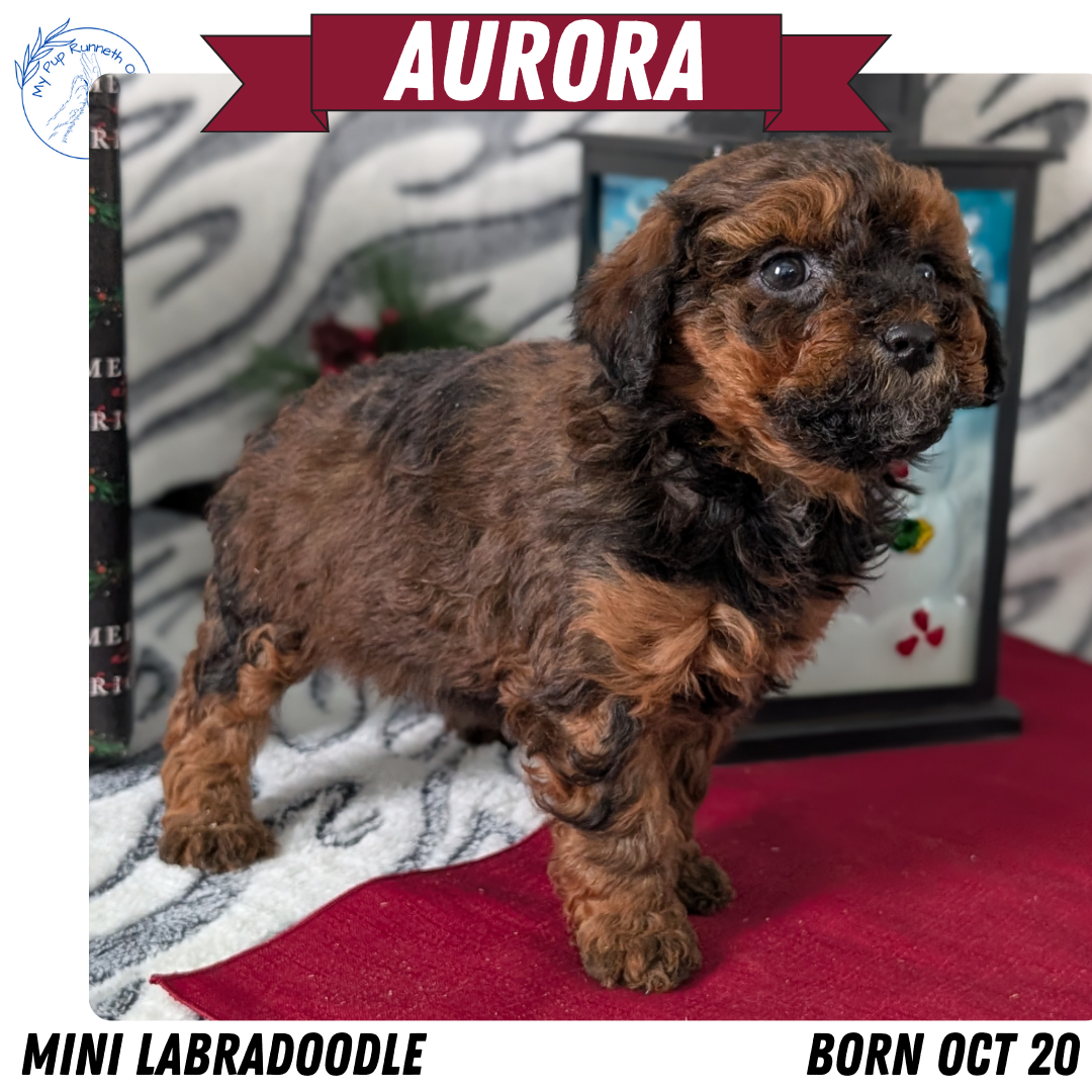 MINI LABRADOODLE (OCT 20) FEMALES